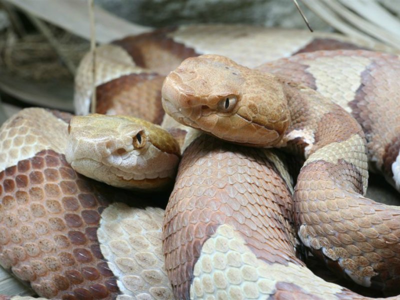 Dieren